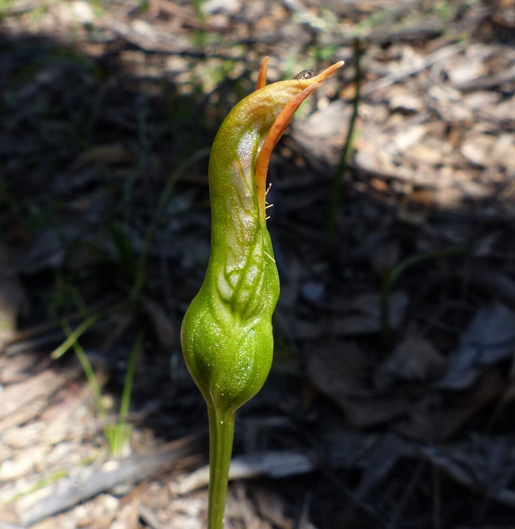 Pterostylis plumosa (hero image)