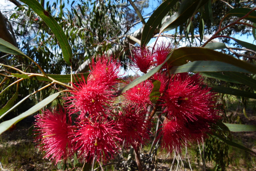 Eucalyptus leucoxylon subsp. megalocarpa (hero image)
