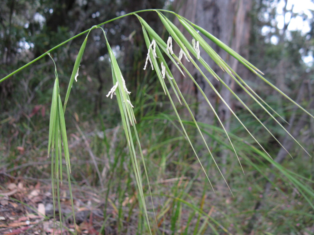 Anisopogon (hero image)