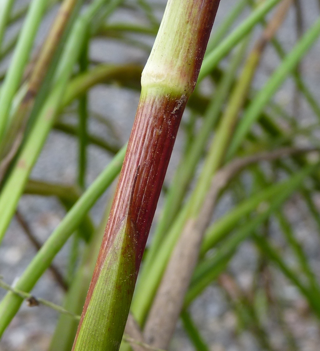 Juncus holoschoenus (hero image)