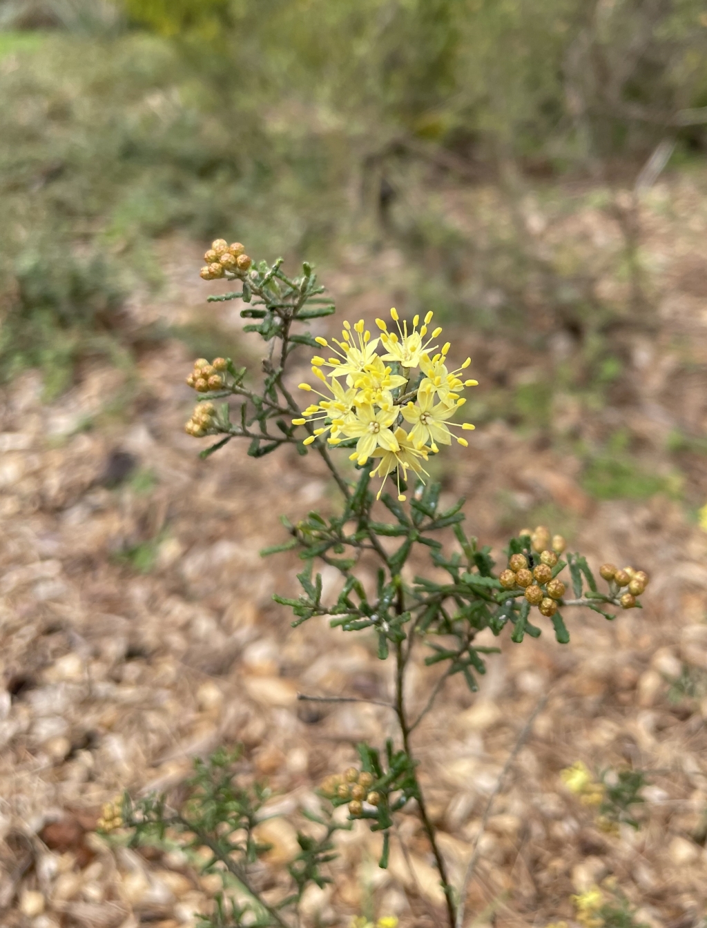 Phebalium glandulosum subsp. macrocalyx (hero image)