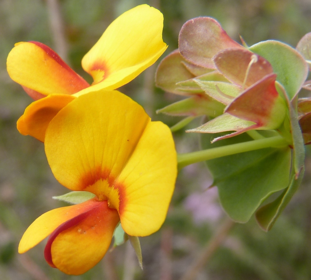 Pultenaea spinosa (hero image)