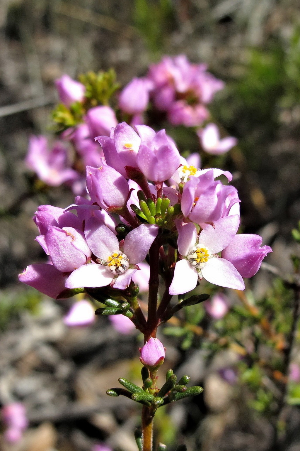 Boronia (hero image)