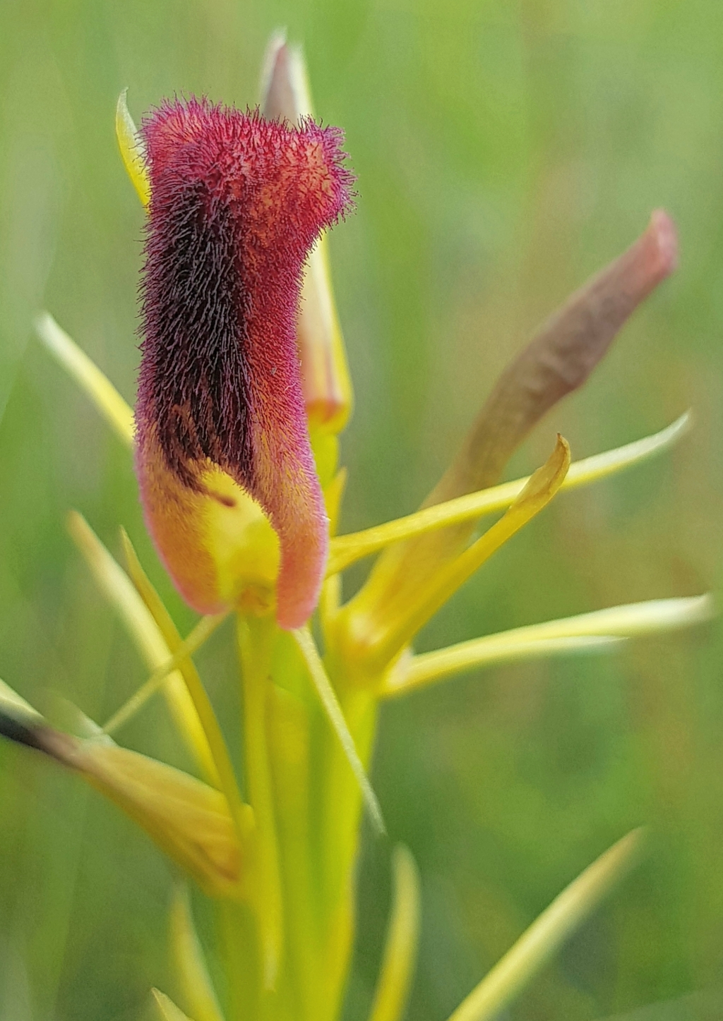 Cryptostylis hunteriana (hero image)