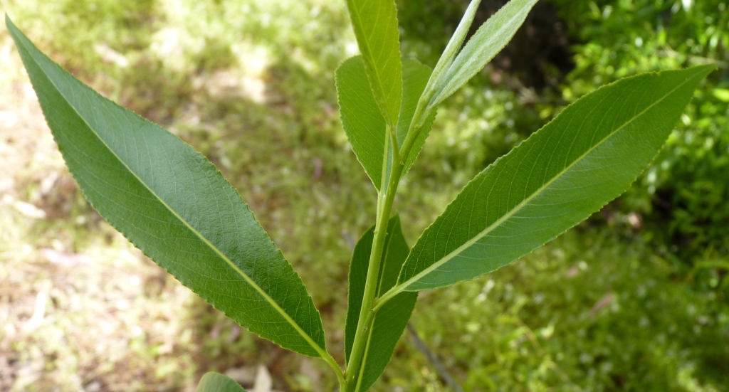 Salix ×fragilis (hero image)