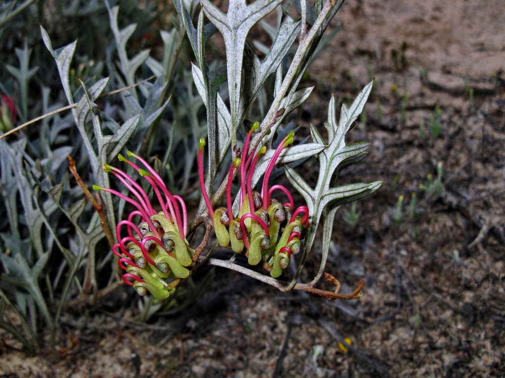 Grevillea ilicifolia subsp. lobata (hero image)