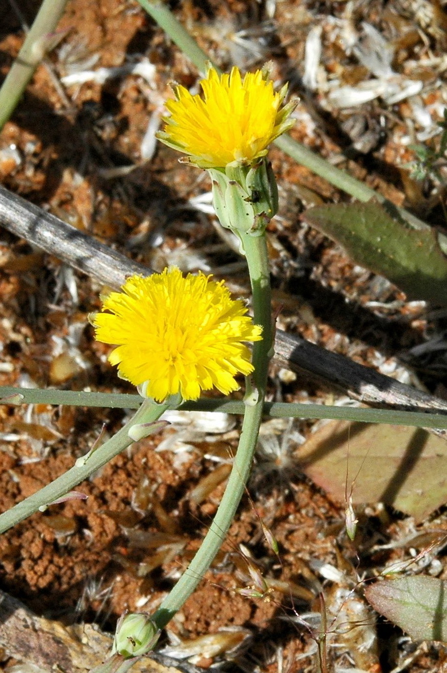 Hypochaeris glabra (hero image)