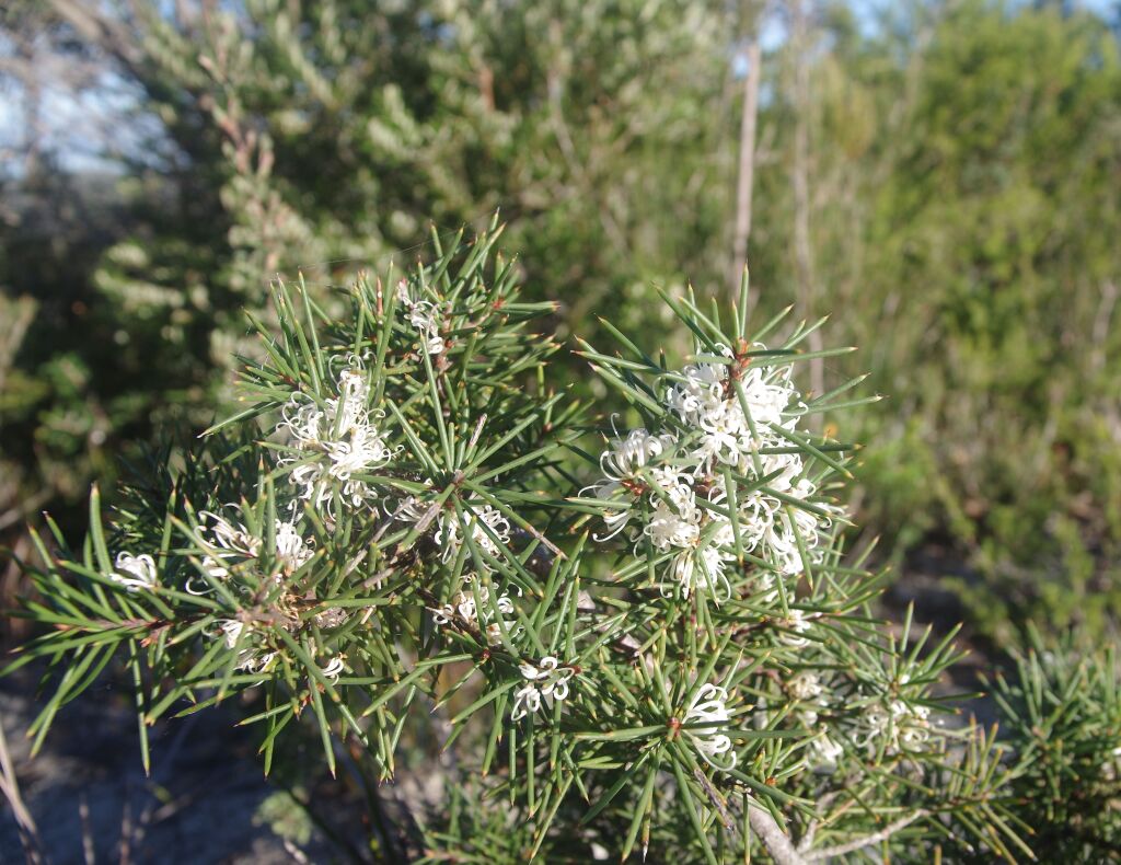 Hakea decurrens subsp. platytaenia (hero image)