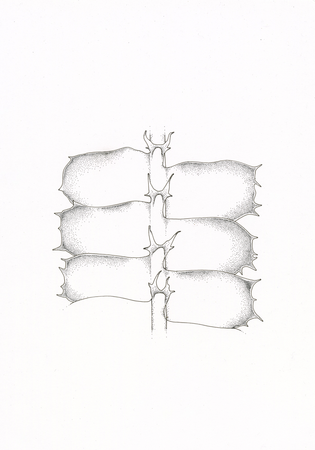 Heteroscyphus (hero image)
