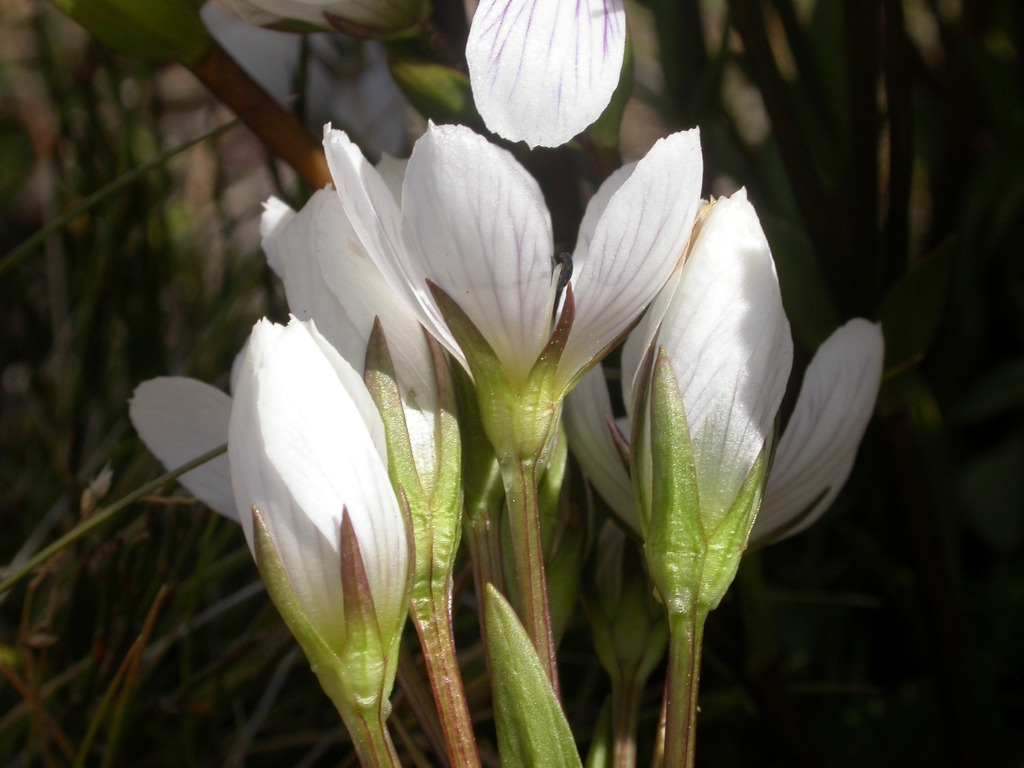 Gentianella (hero image)