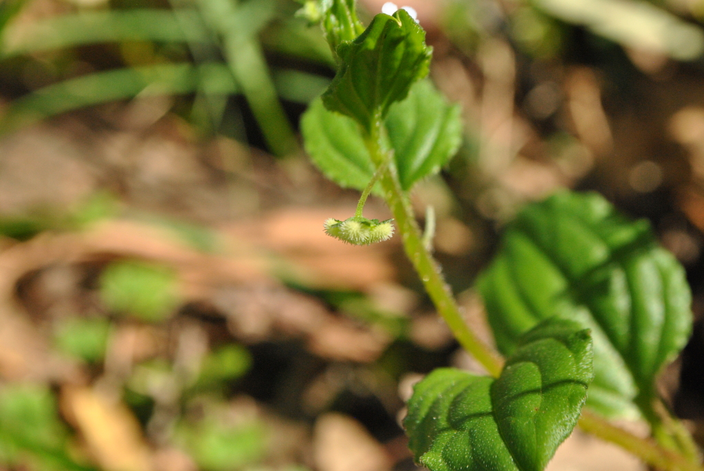 Hackelia latifolia (hero image)