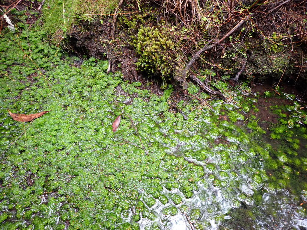 Myriophyllum alpinum (hero image)