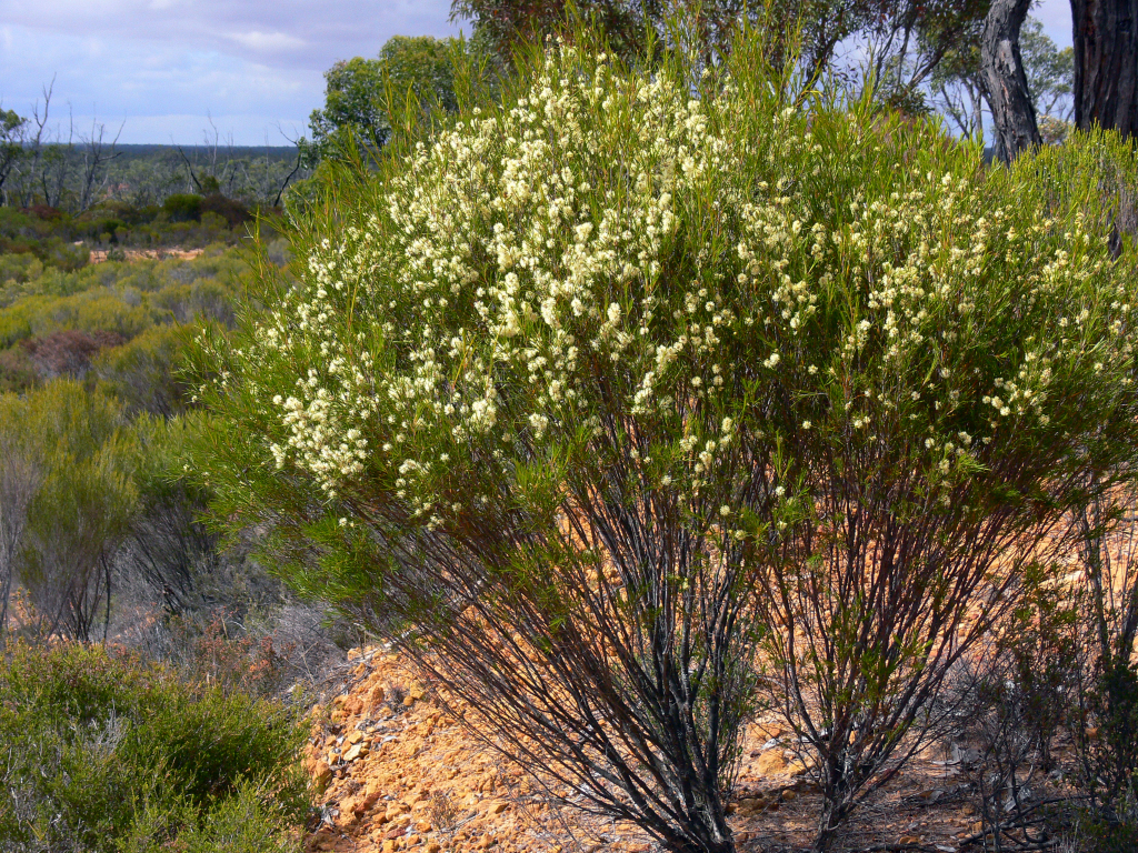 Melaleuca uncinata (hero image)