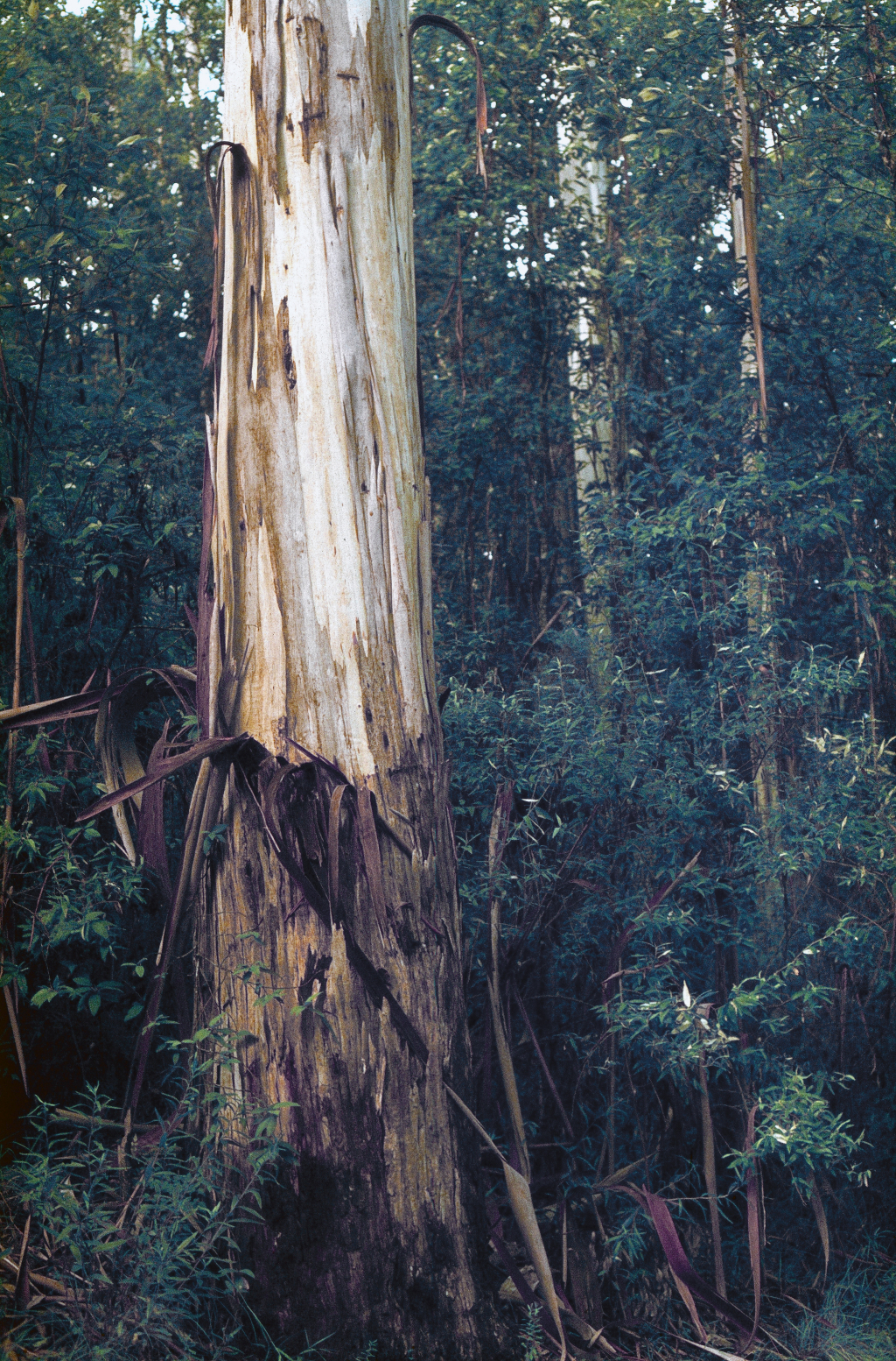 Eucalyptus regnans (hero image)