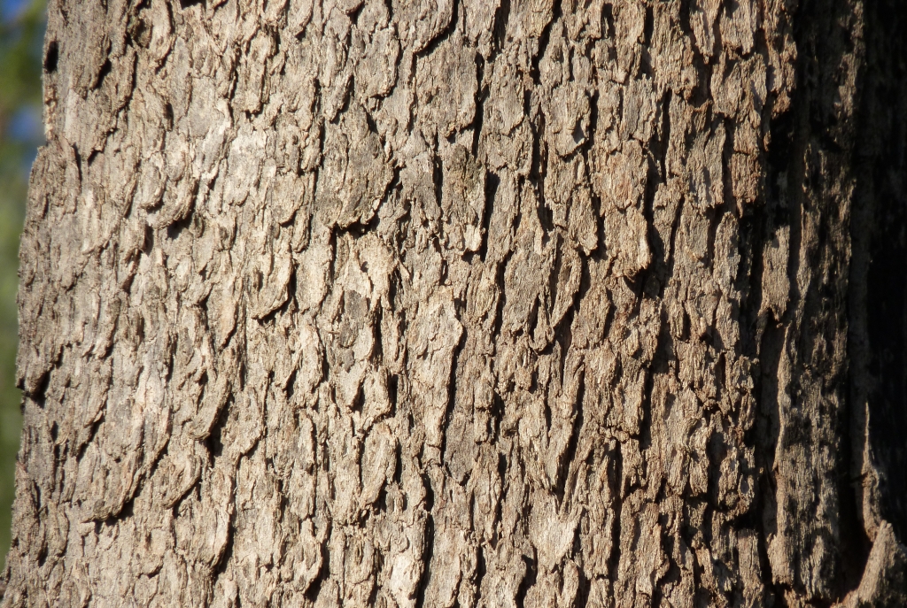 Eucalyptus polyanthemos subsp. vestita (hero image)