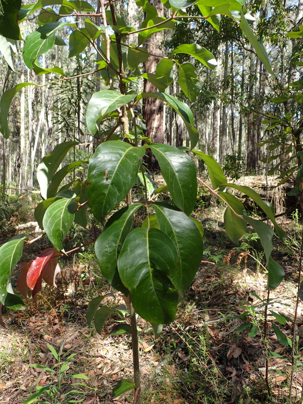 Polyscias sambucifolia subsp. 1 (hero image)