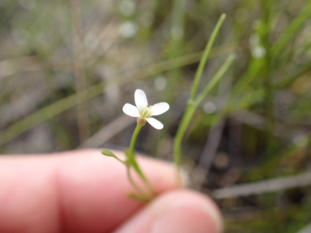 Cardamine lineariloba (hero image)