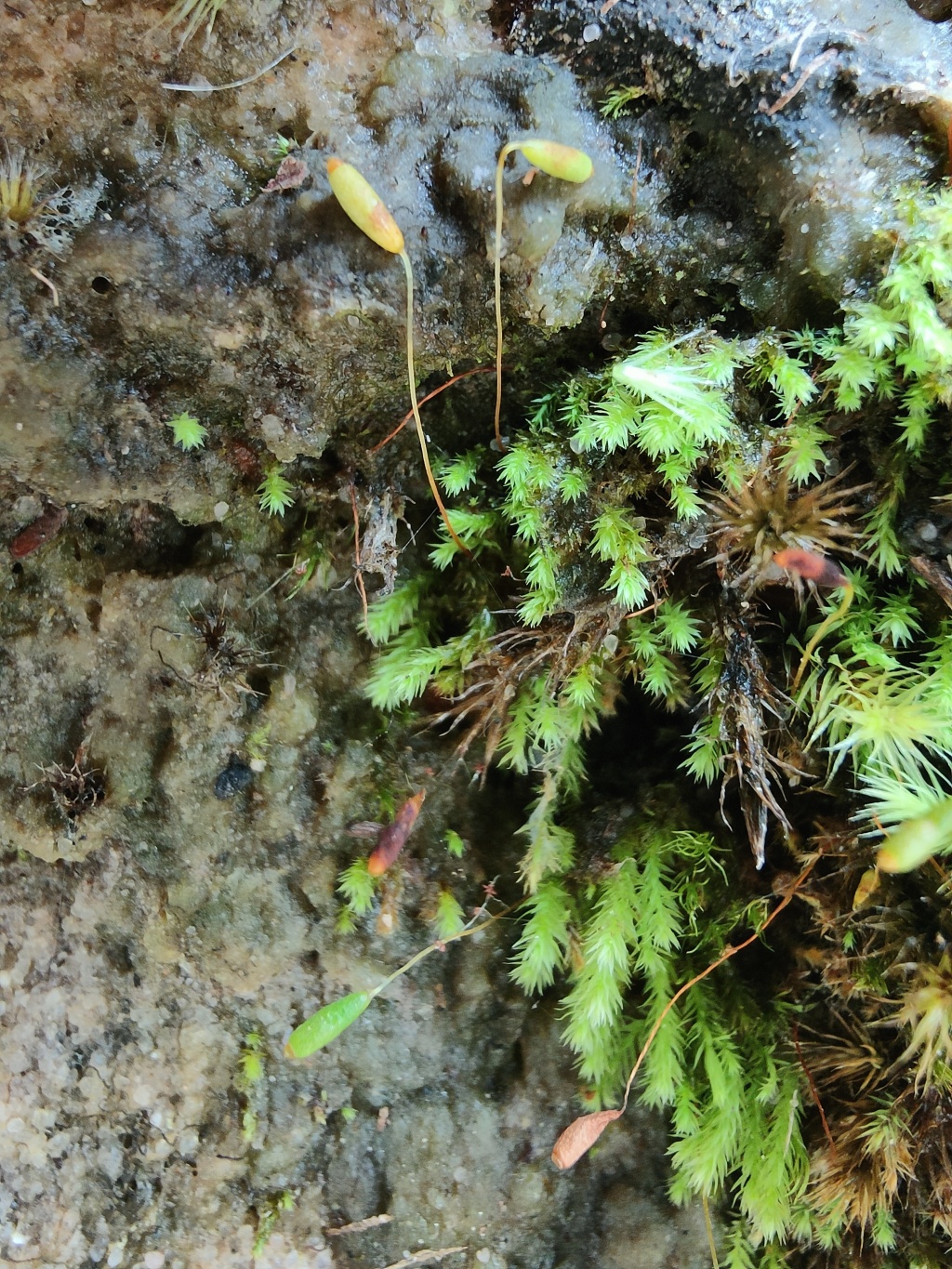 Schizymenium bryoides (hero image)