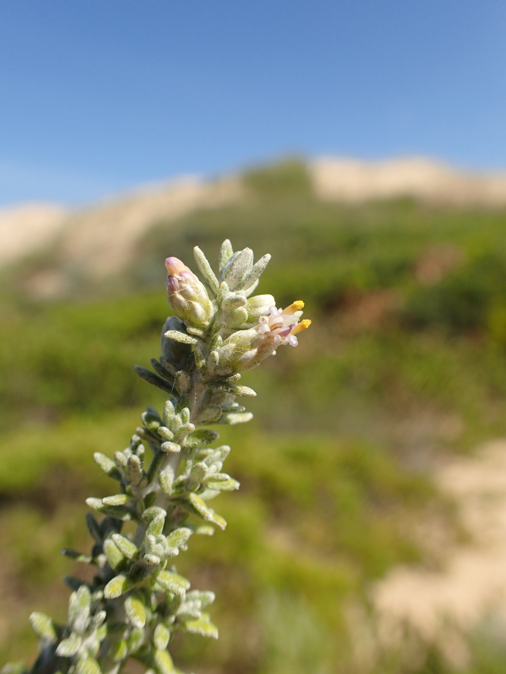 Olearia sp. 2 (hero image)