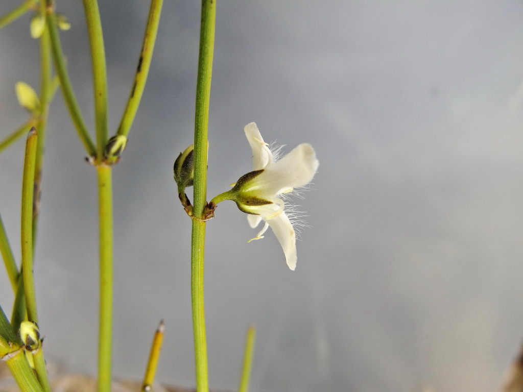 Loganiaceae (hero image)