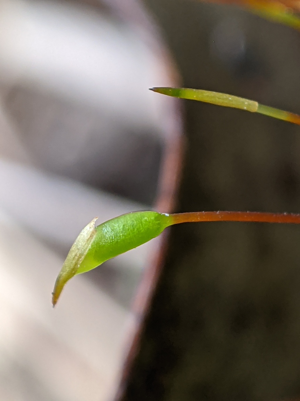 Rhynchostegium (hero image)