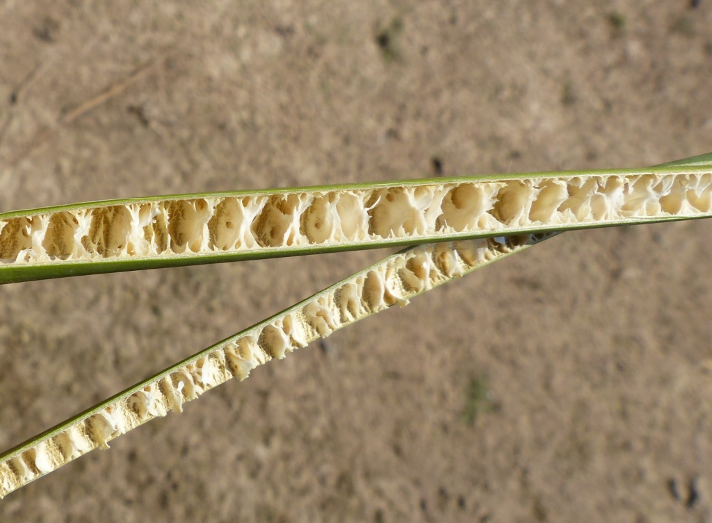 Juncus ingens (hero image)