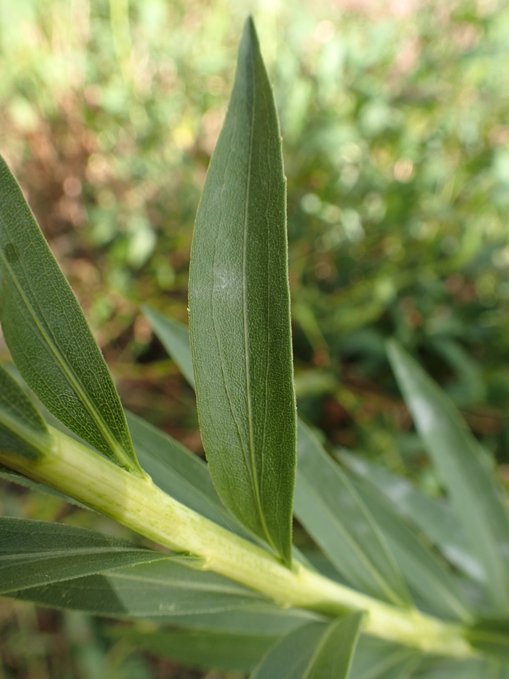 Solidago (hero image)