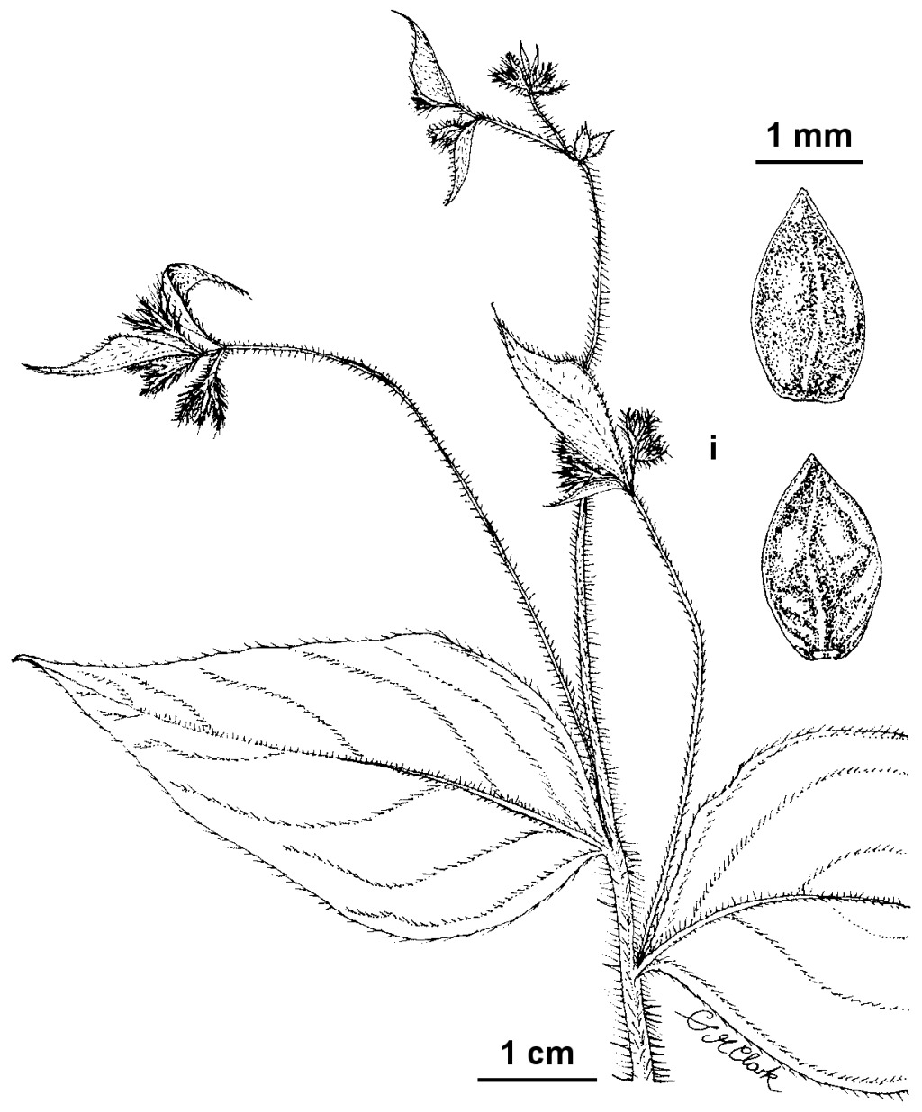 Pentaglottis (hero image)