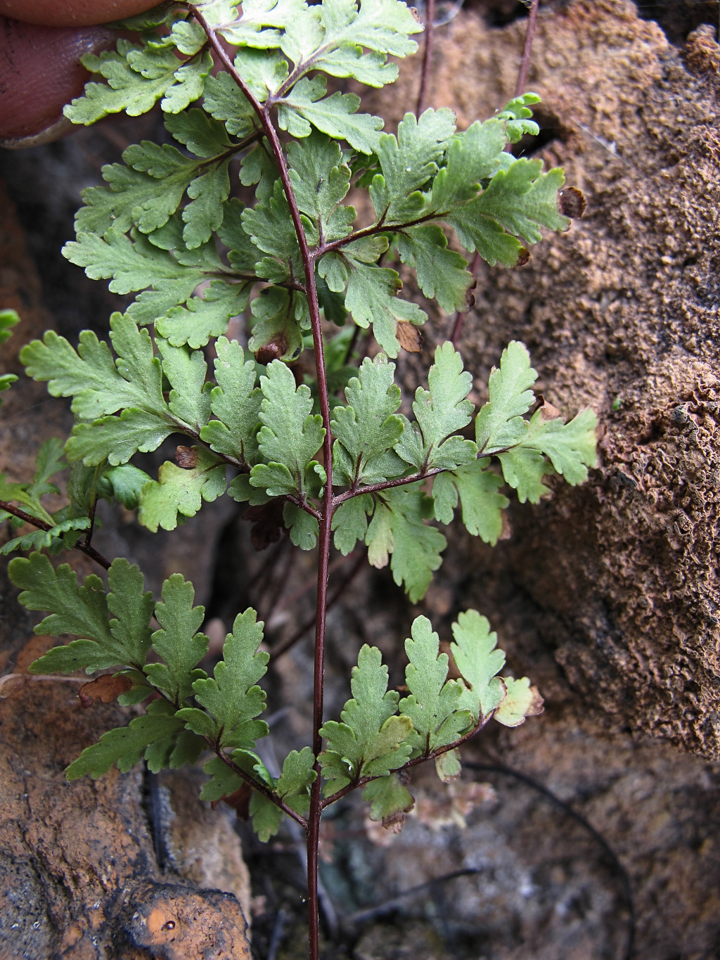 Cheilanthes sieberi (hero image)