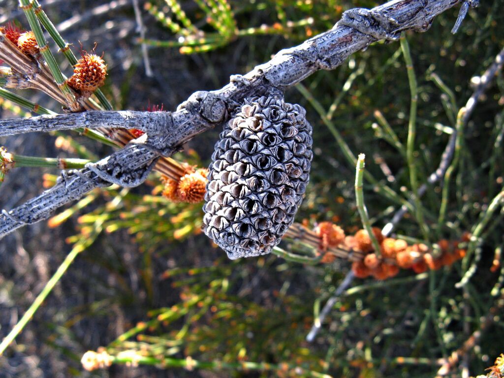 Allocasuarina mackliniana (hero image)