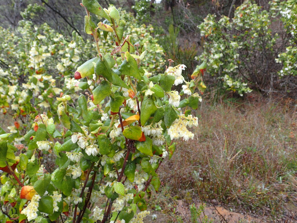 Lasiopetalum schulzenii (hero image)