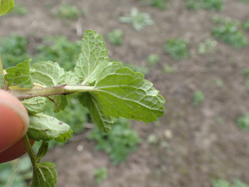 Stachys arvensis (hero image)