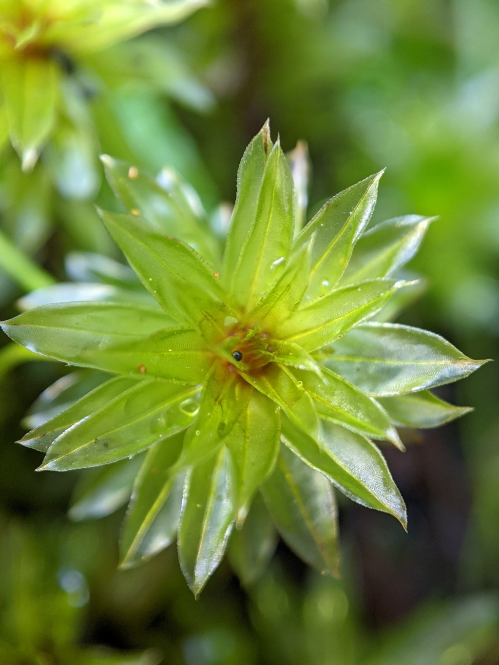 Rosulabryum wightii (hero image)