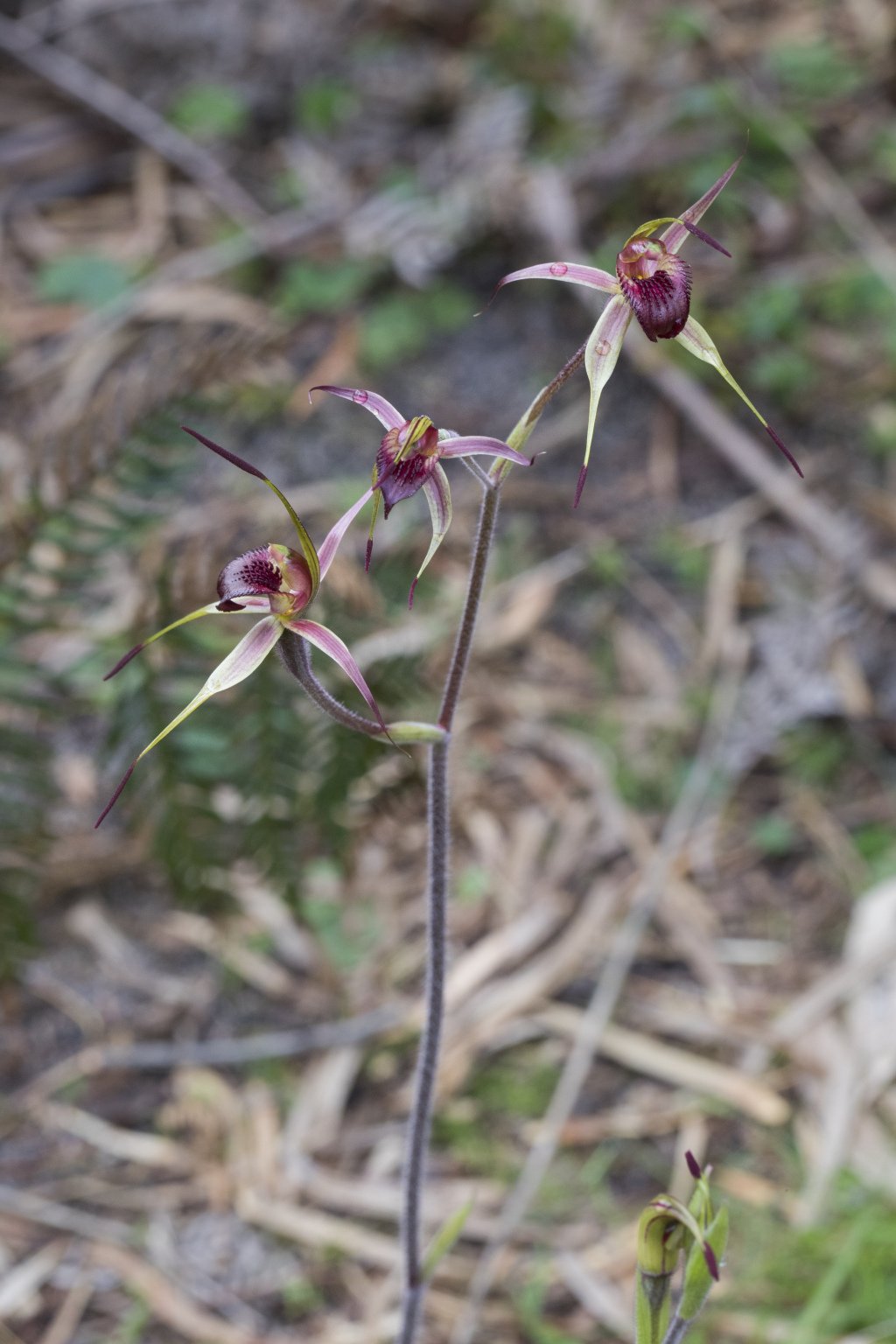 Caladenia robinsonii (hero image)