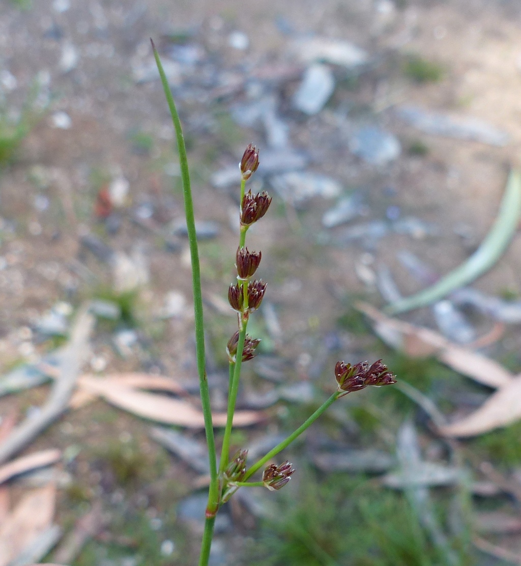 Juncus homalocaulis (hero image)