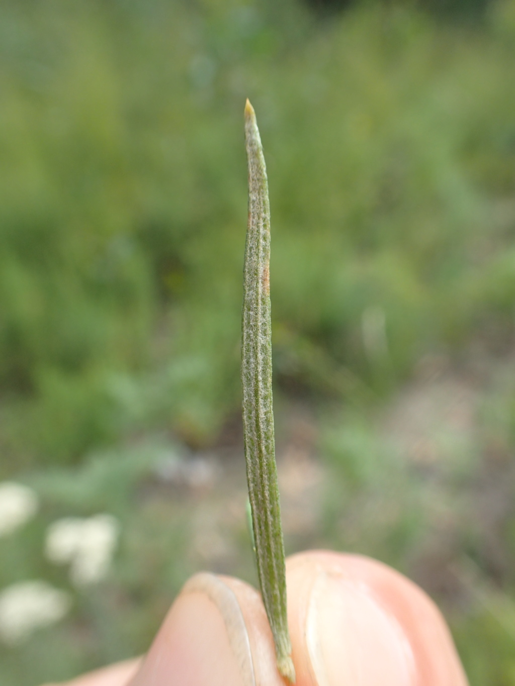 Cassinia maritima (hero image)