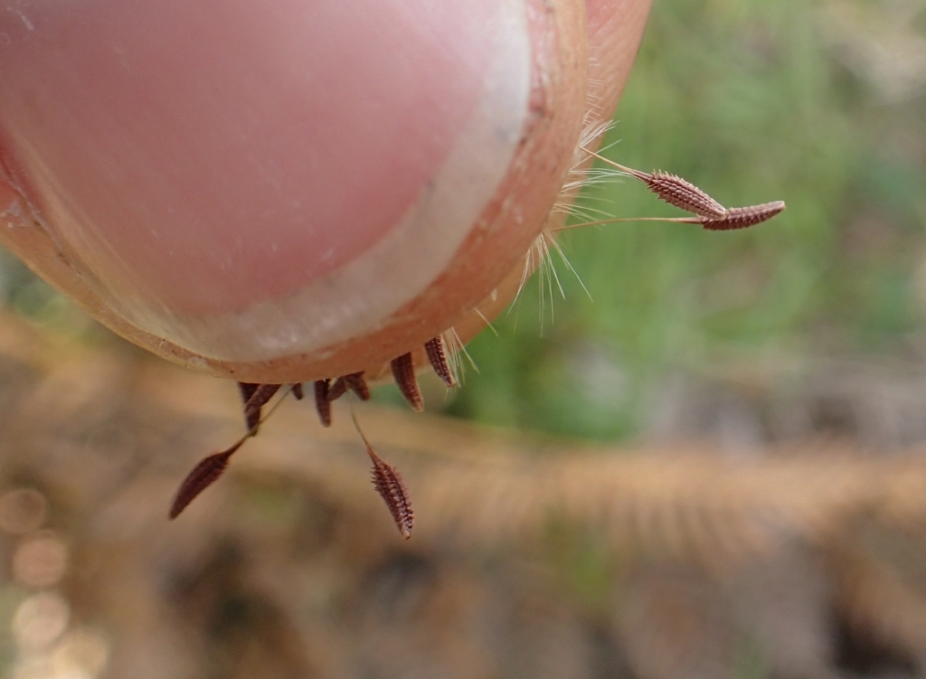 Taraxacum hepaticolor (hero image)