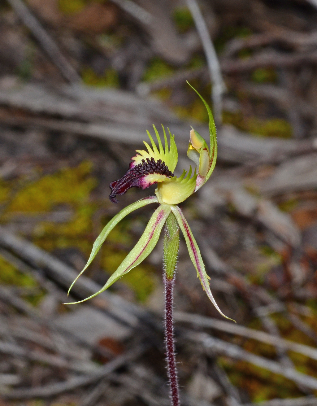 Caladenia stricta (hero image)