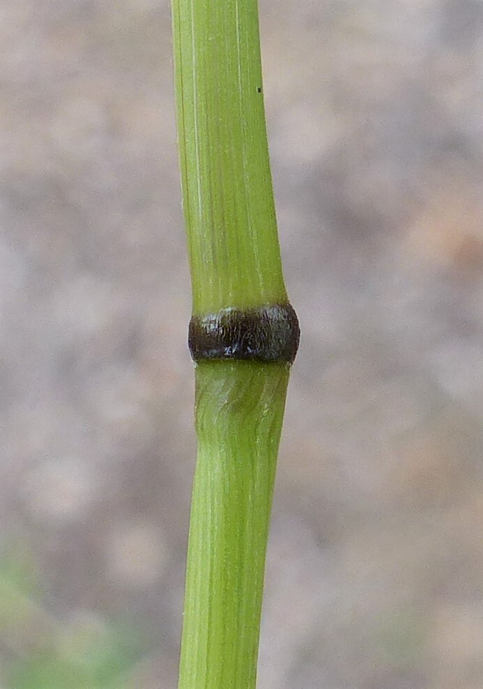 Austrostipa nodosa (hero image)