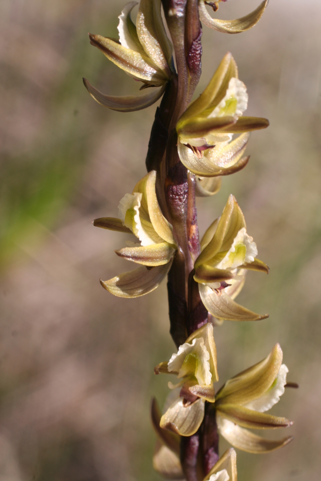 Prasophyllum elatum (hero image)