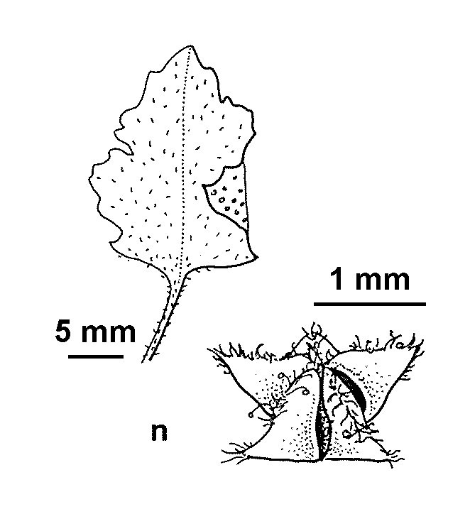 Dysphania carinata (hero image)