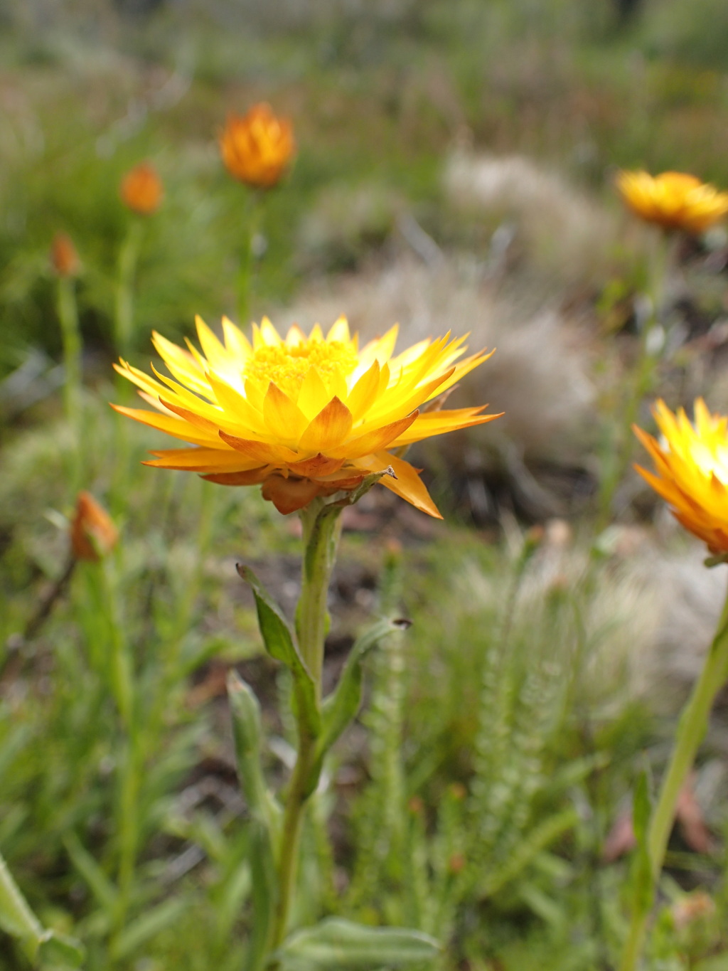 Xerochrysum andrewiae (hero image)