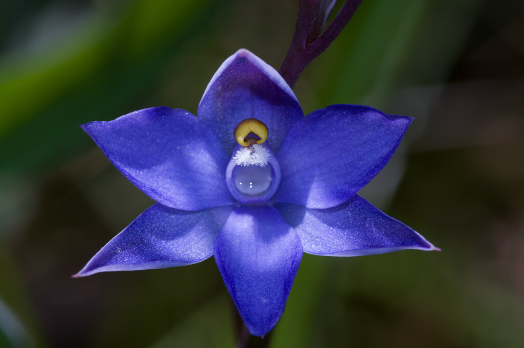 Thelymitra arenaria (hero image)