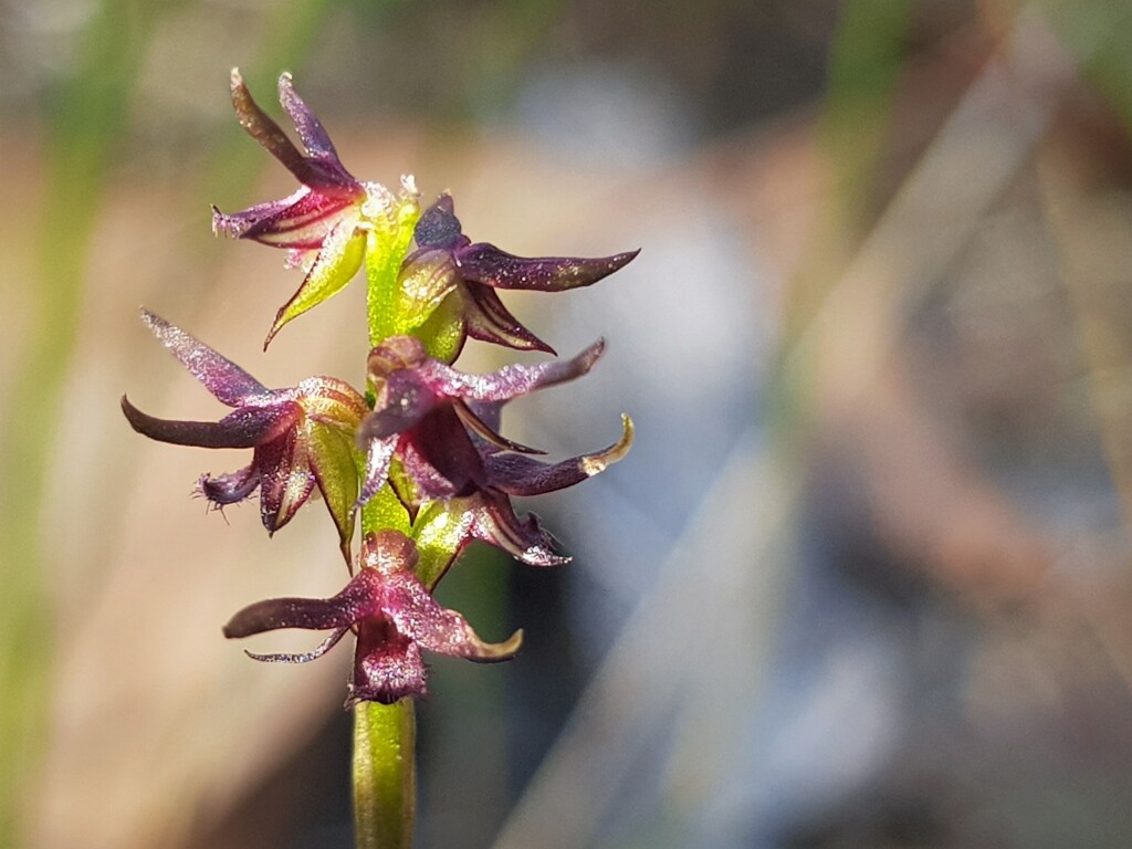 Corunastylis archeri (hero image)