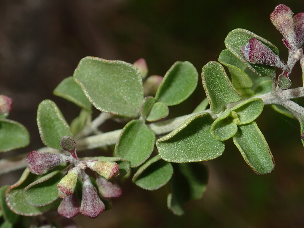 Prostanthera rotundifolia (hero image)