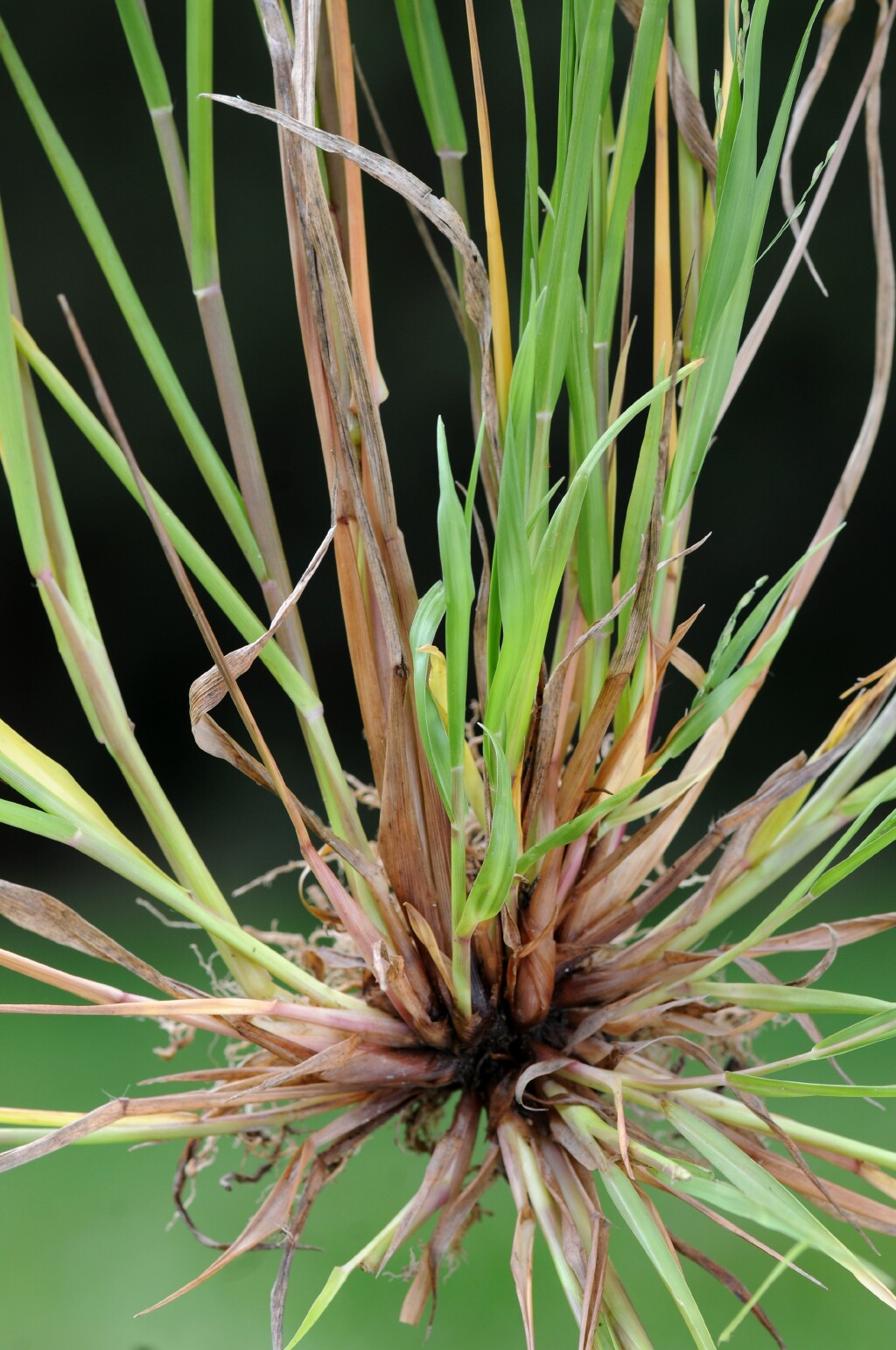 Panicum gilvum (hero image)