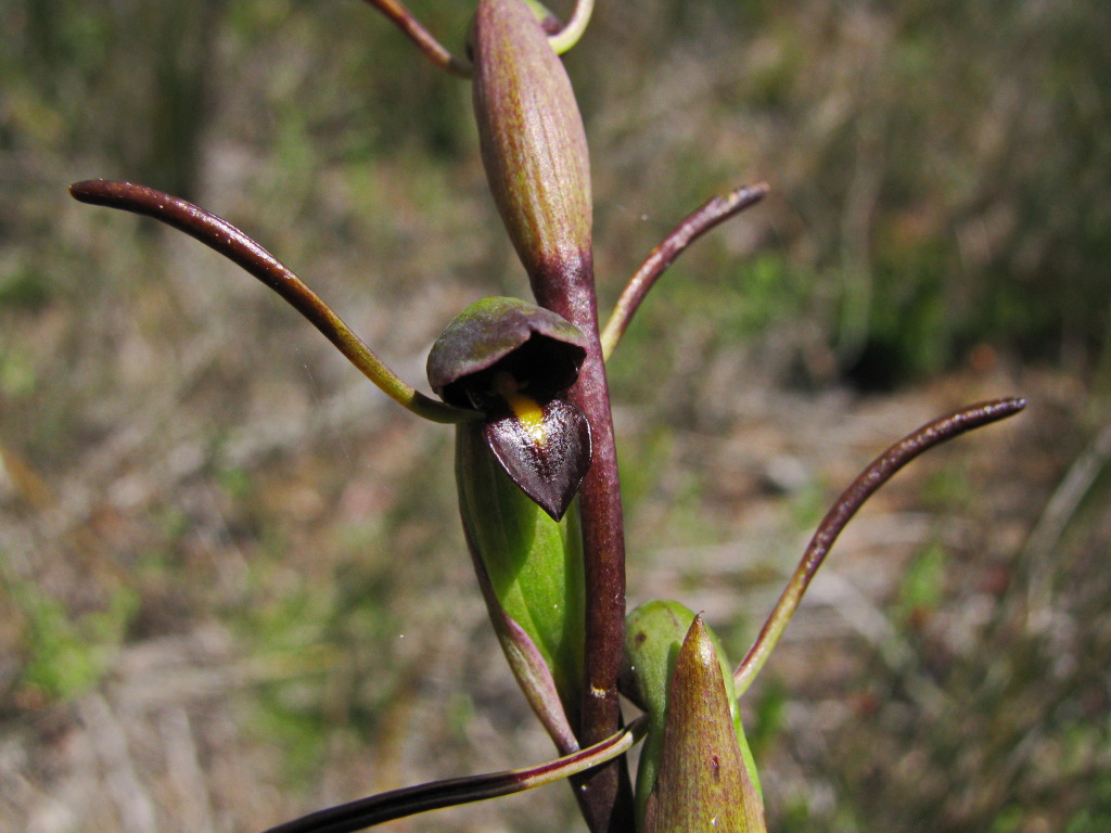 Orthoceras (hero image)