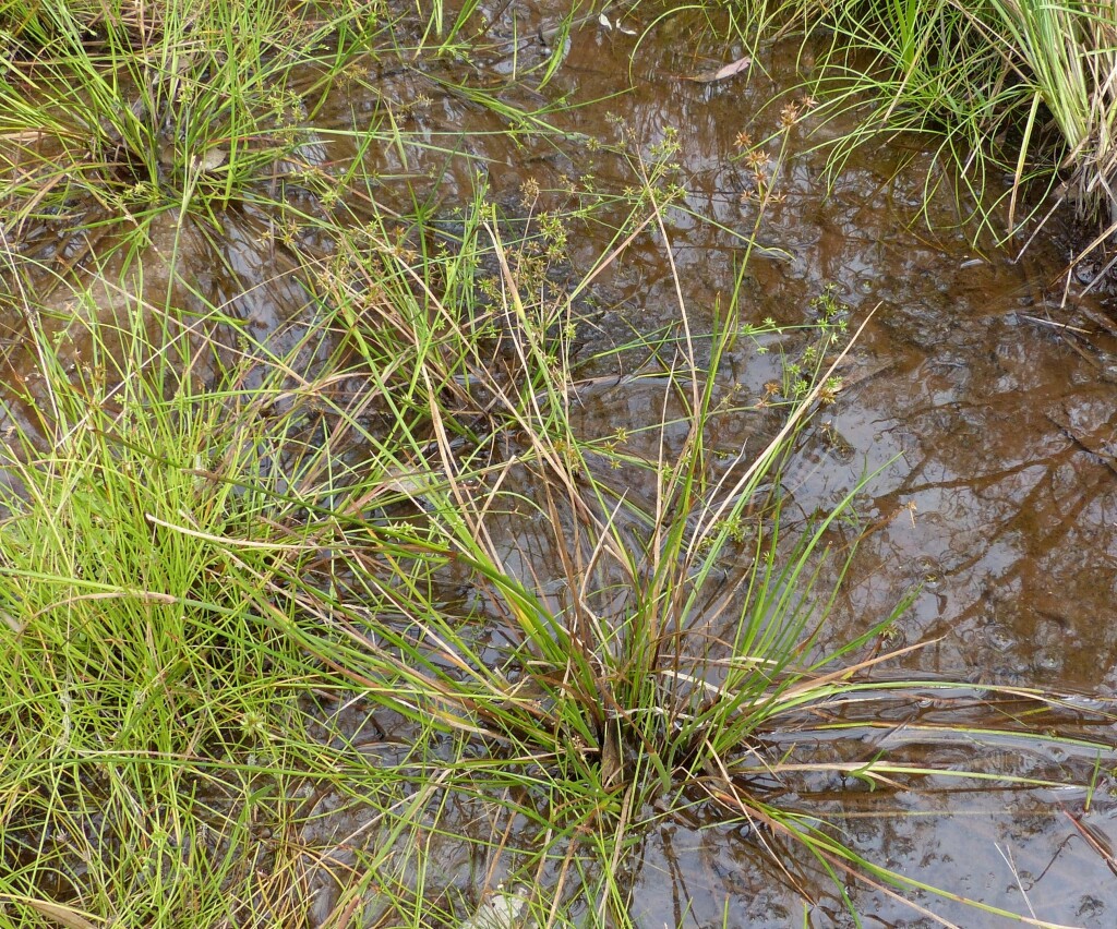 Juncus fockei (hero image)