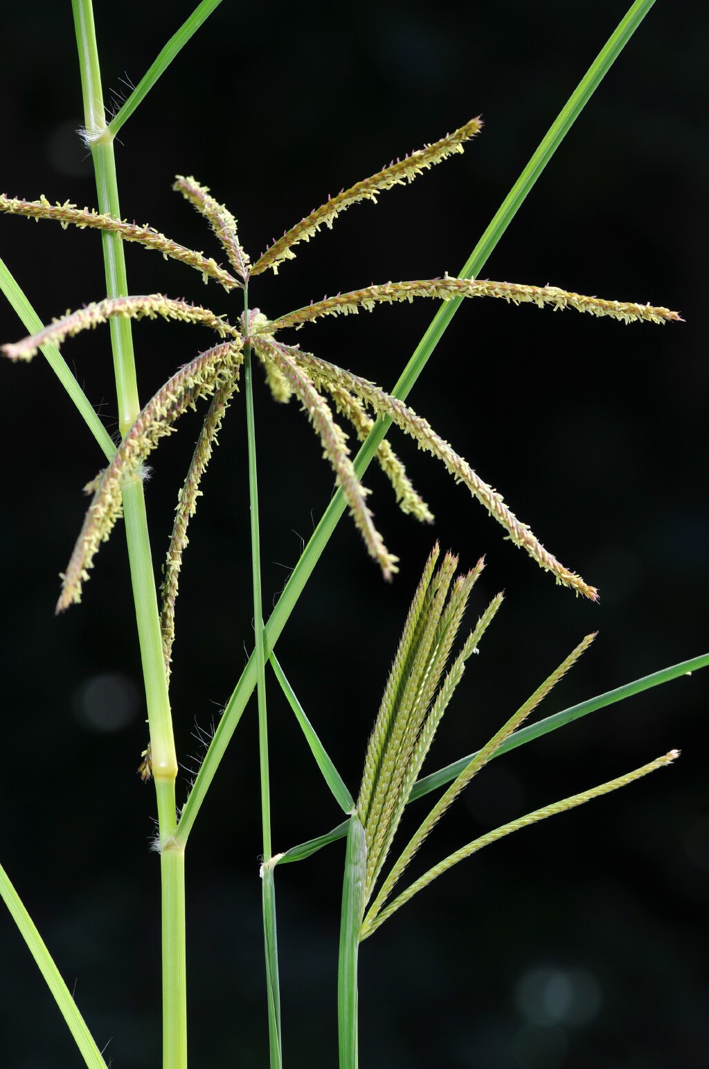 Chloris gayana (hero image)