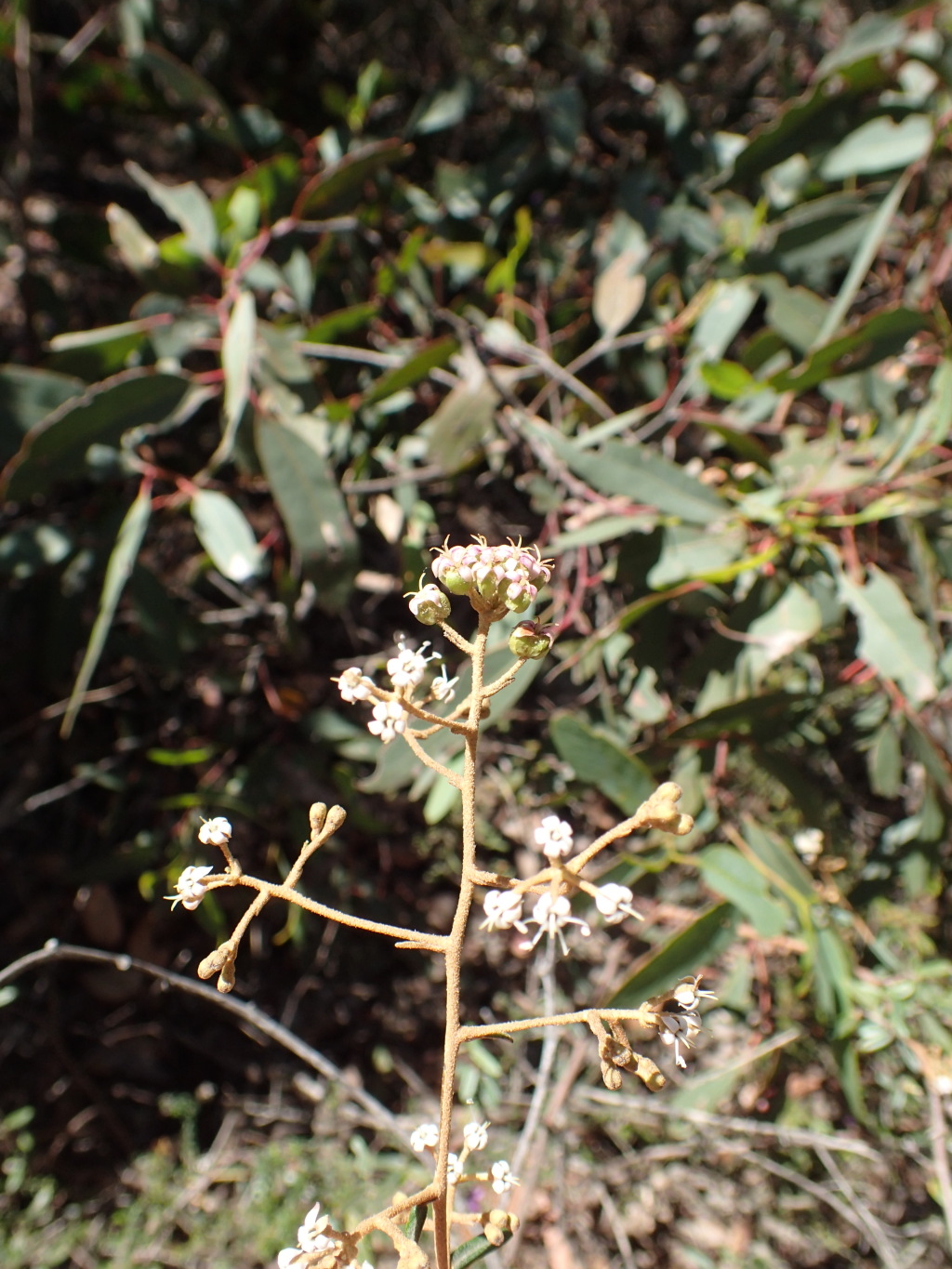 Astrotricha ledifolia (hero image)